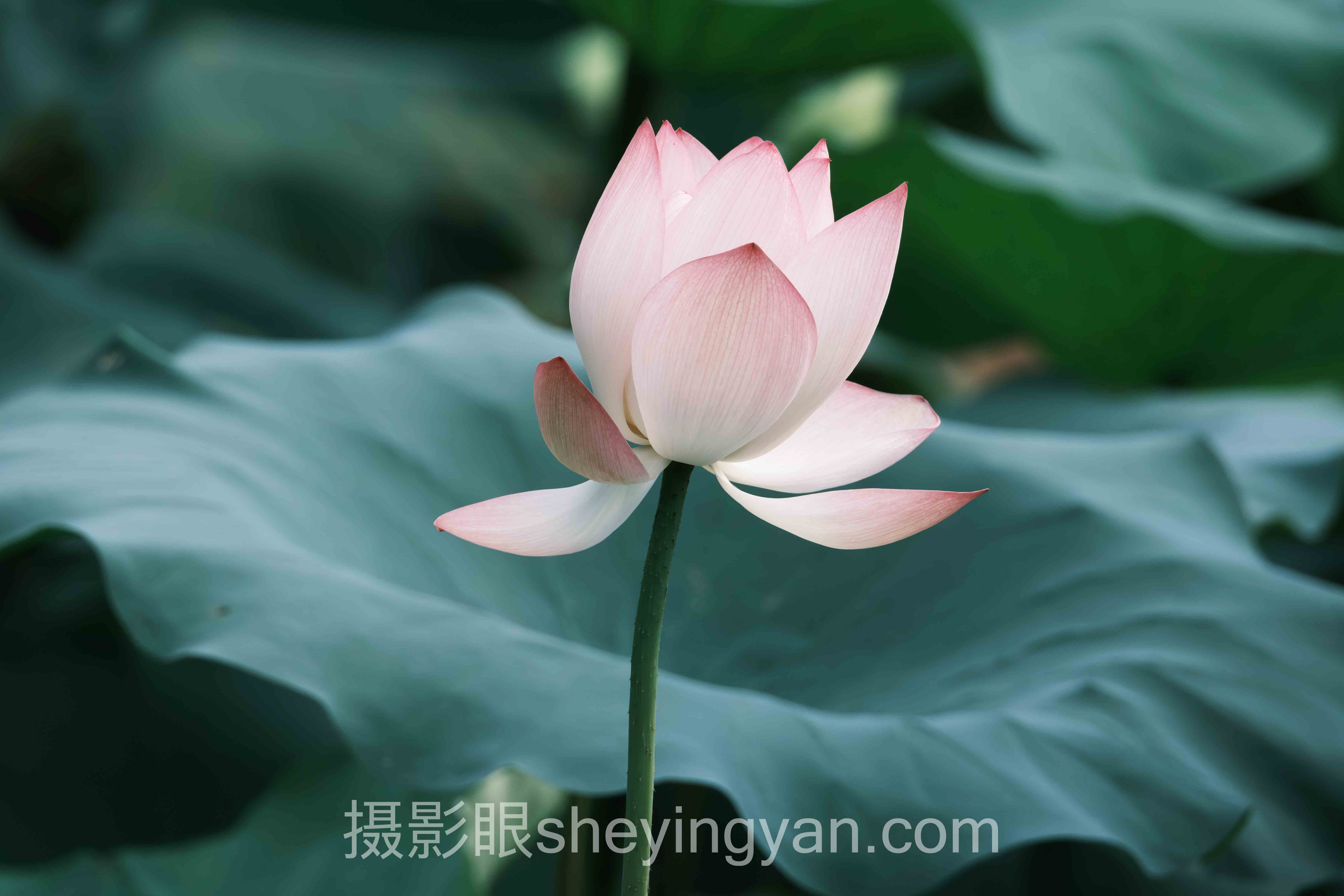 AI照片评测工具哪个好用十人谈：多位专家的核心观点汇总