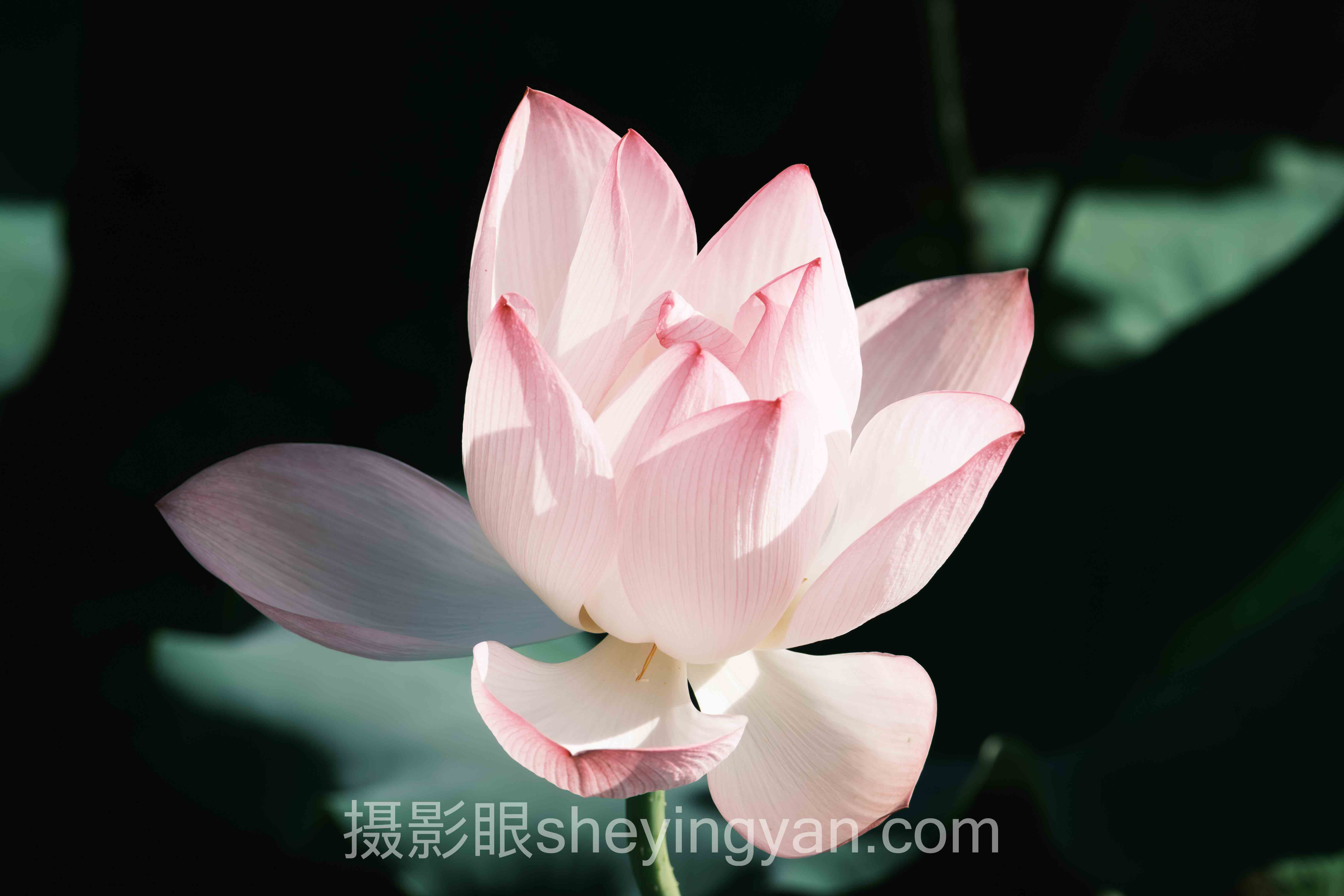 对话行业专家：光线对比太强怎么办的关键洞察与前瞻