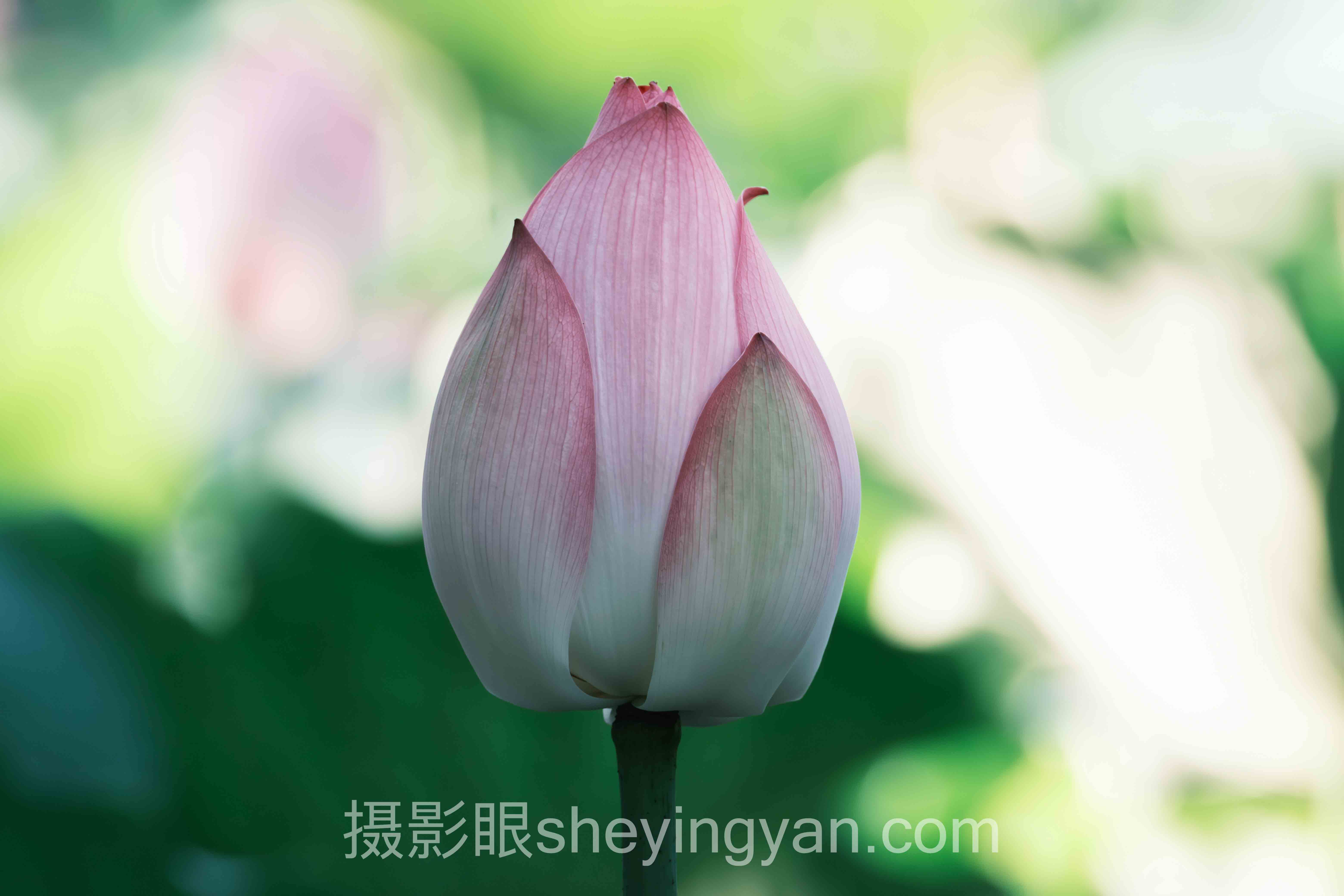 从盲评到精准打分：AI照片评分算法原理的3个落地案例
