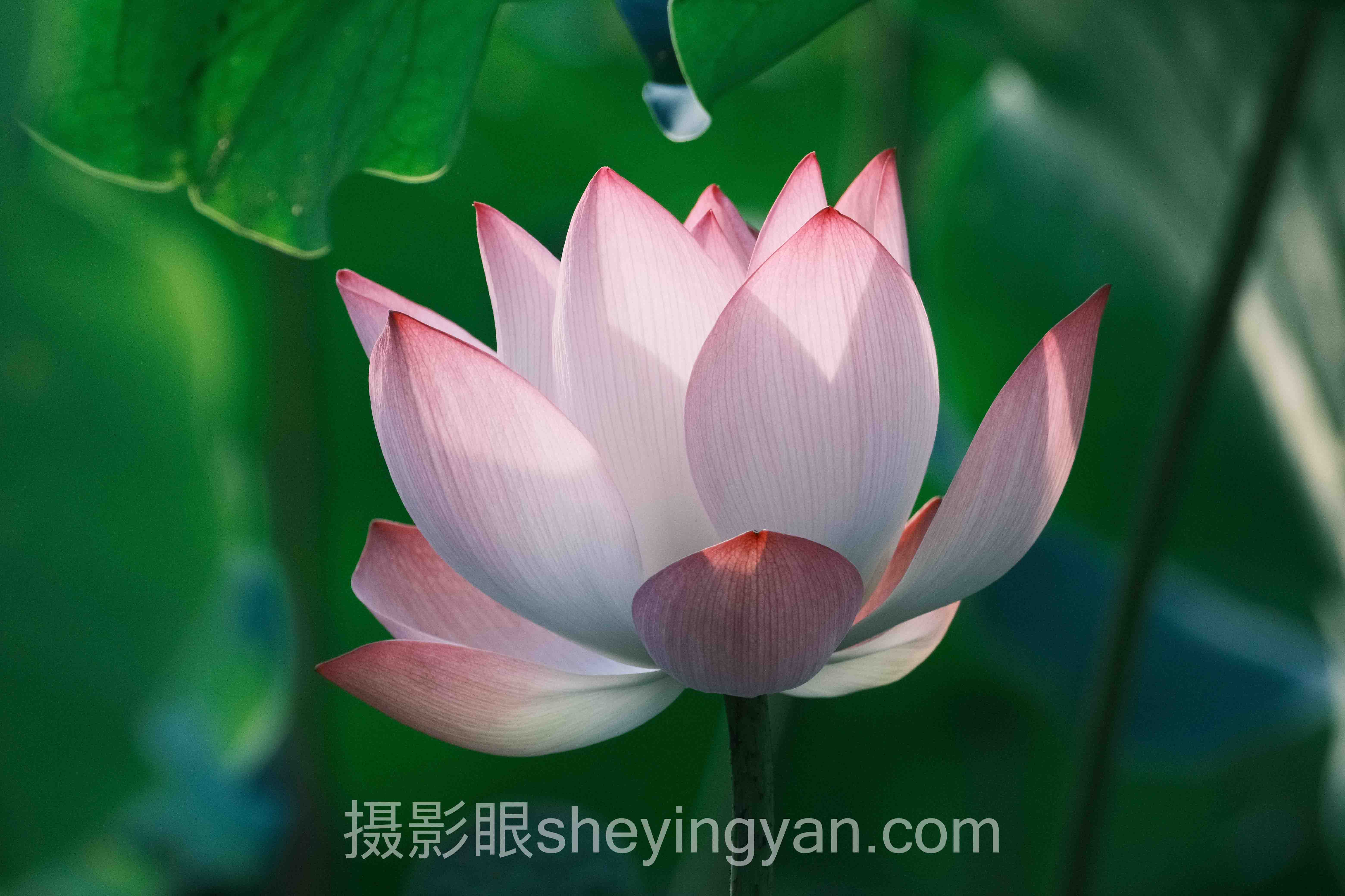 手机照片好不好看取决于什么