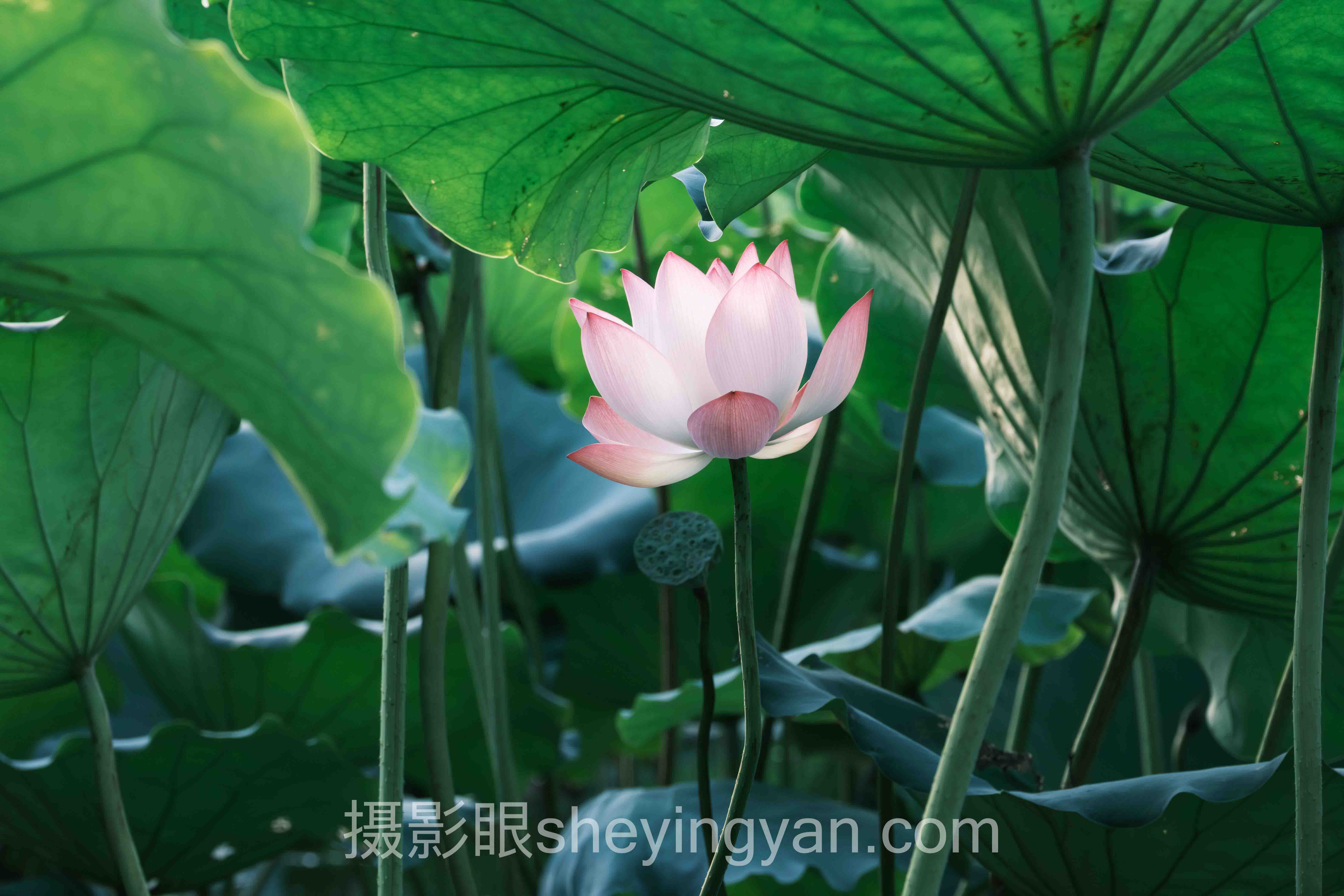 AI摄影眼点评照片技巧