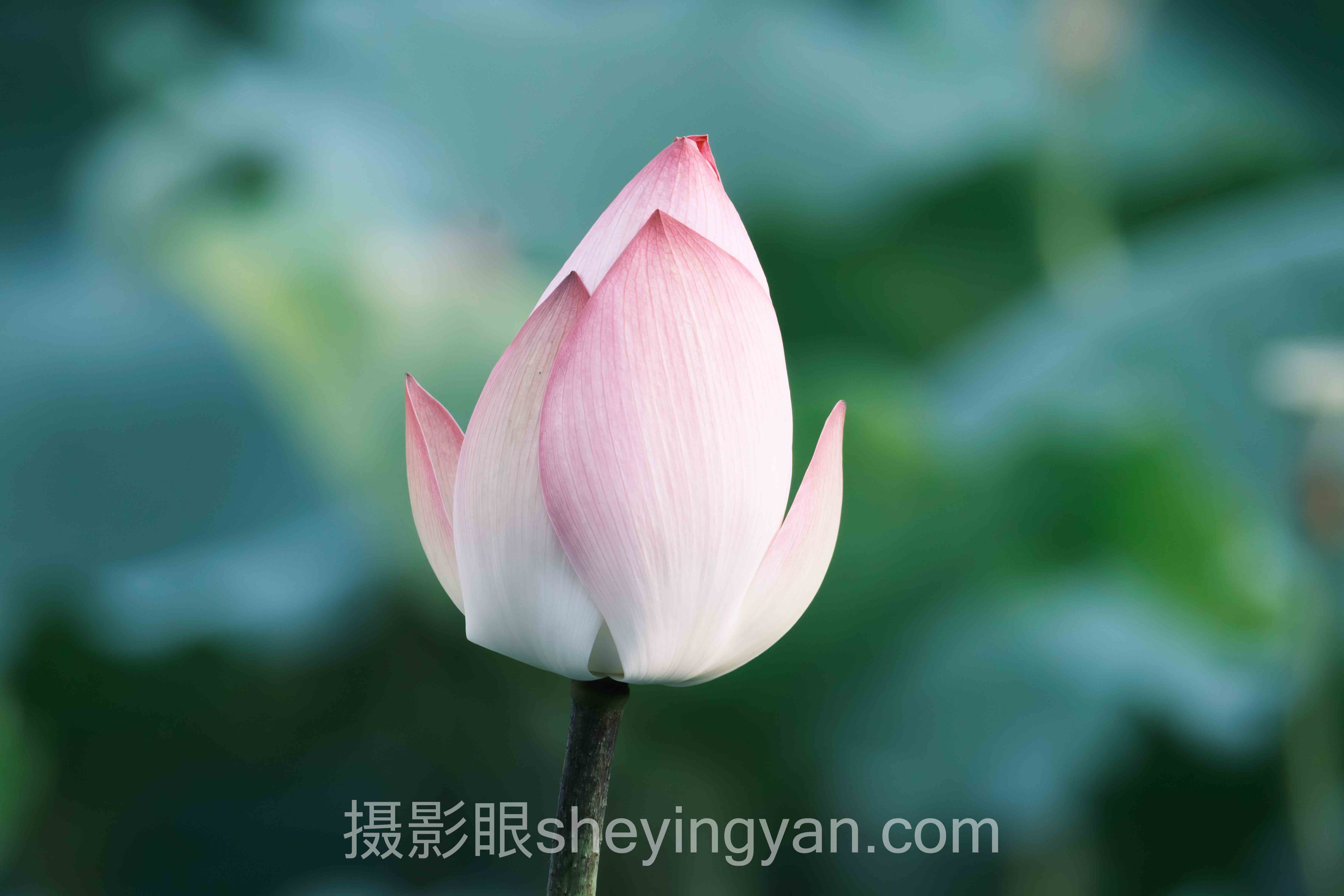 7个免费照片点评平台实测:哪些真有用哪些浪费时间