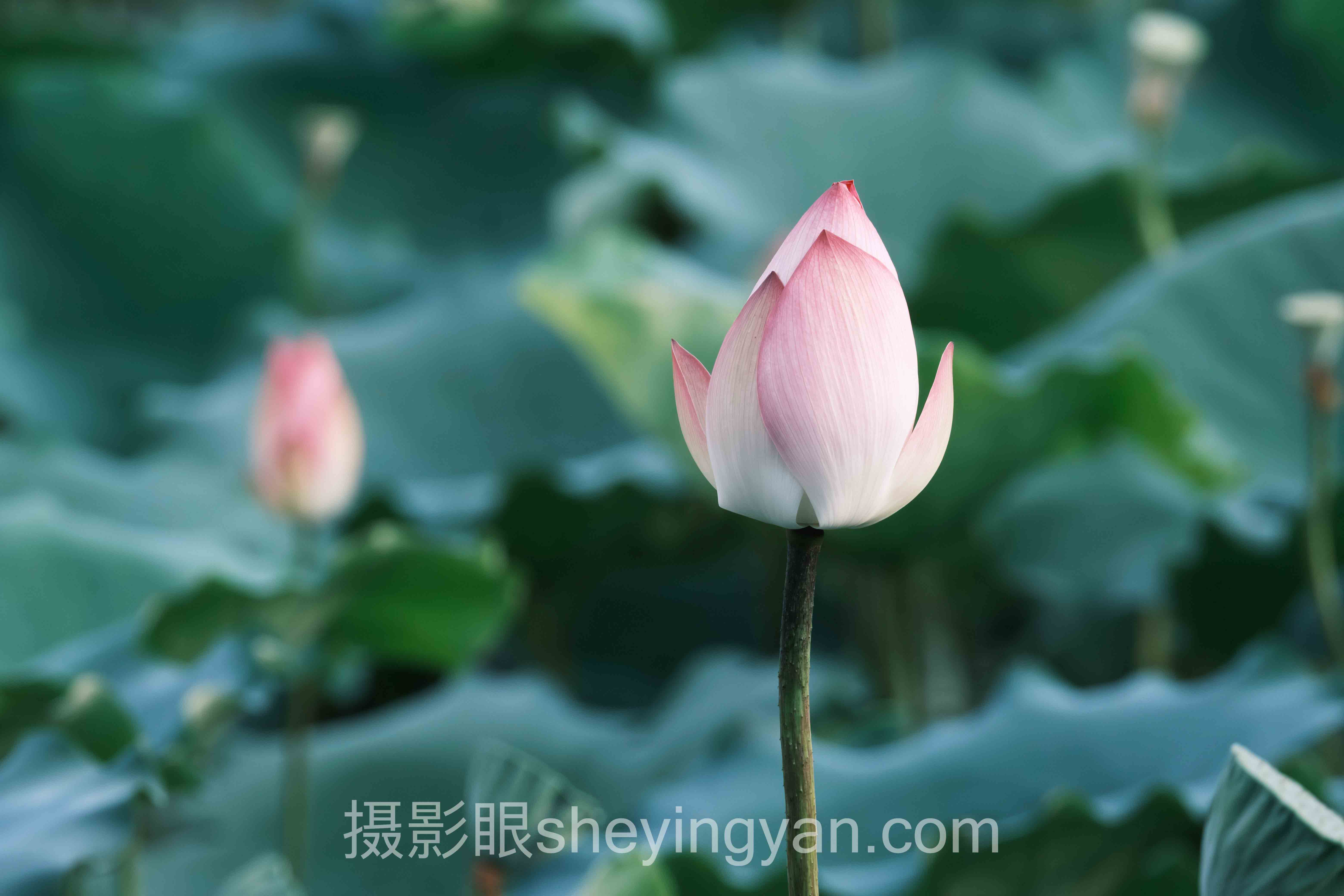 照片好不好看评价标准怎么做？3个案例告诉你答案