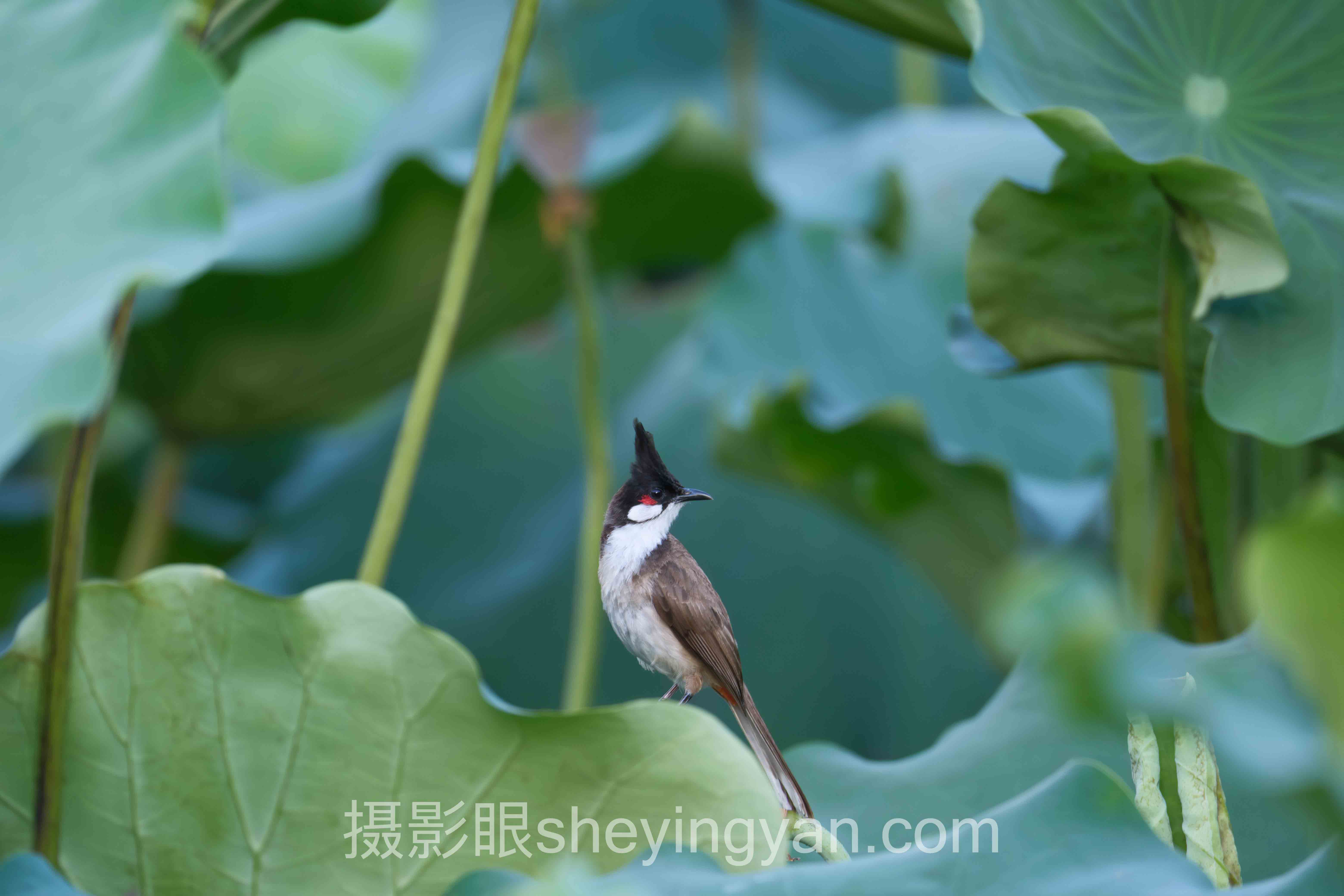 在线照片点评平台价格避坑指南：5个关键要点全梳理