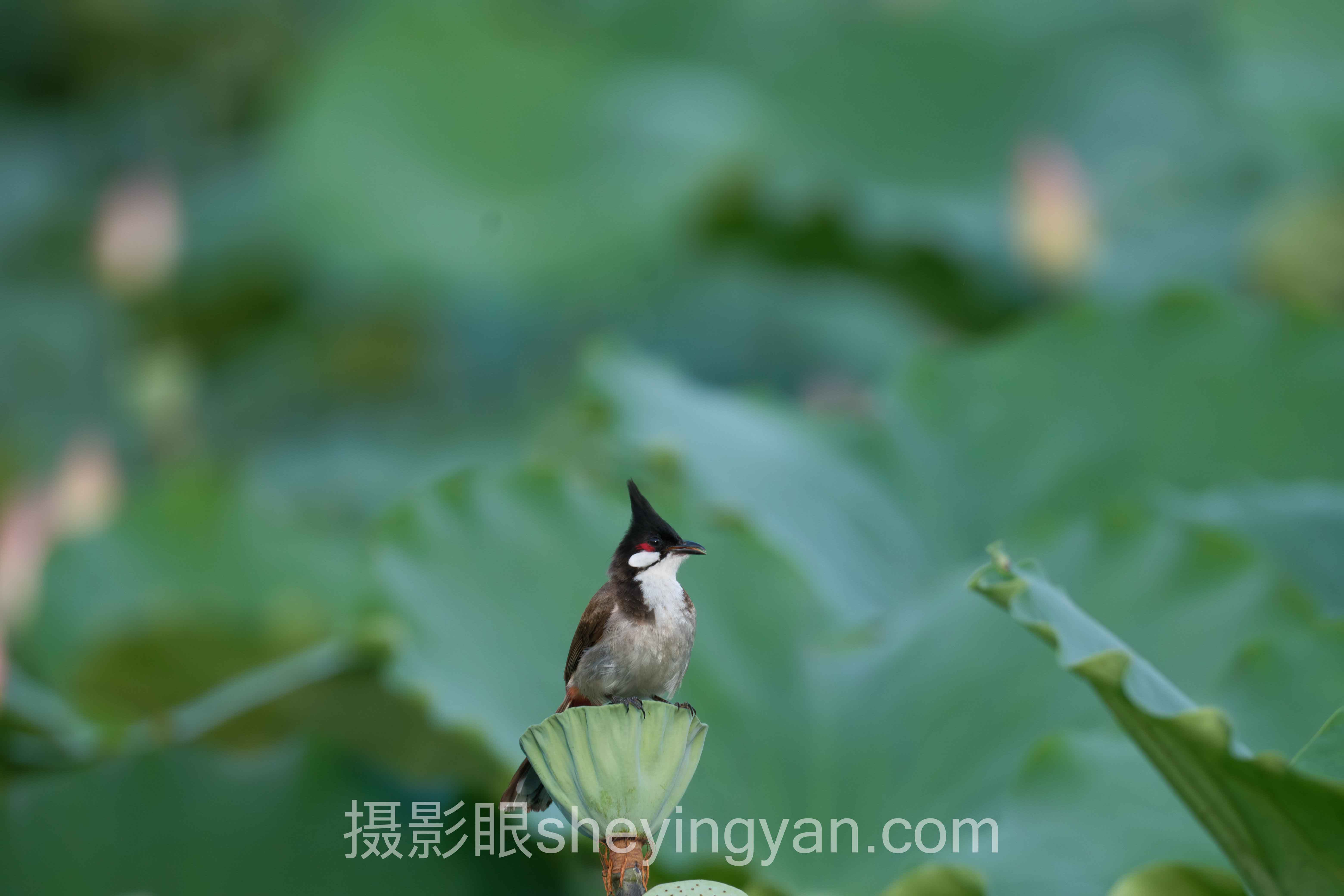 摄影构图软件推荐：那些老手不愿明说的选片真相