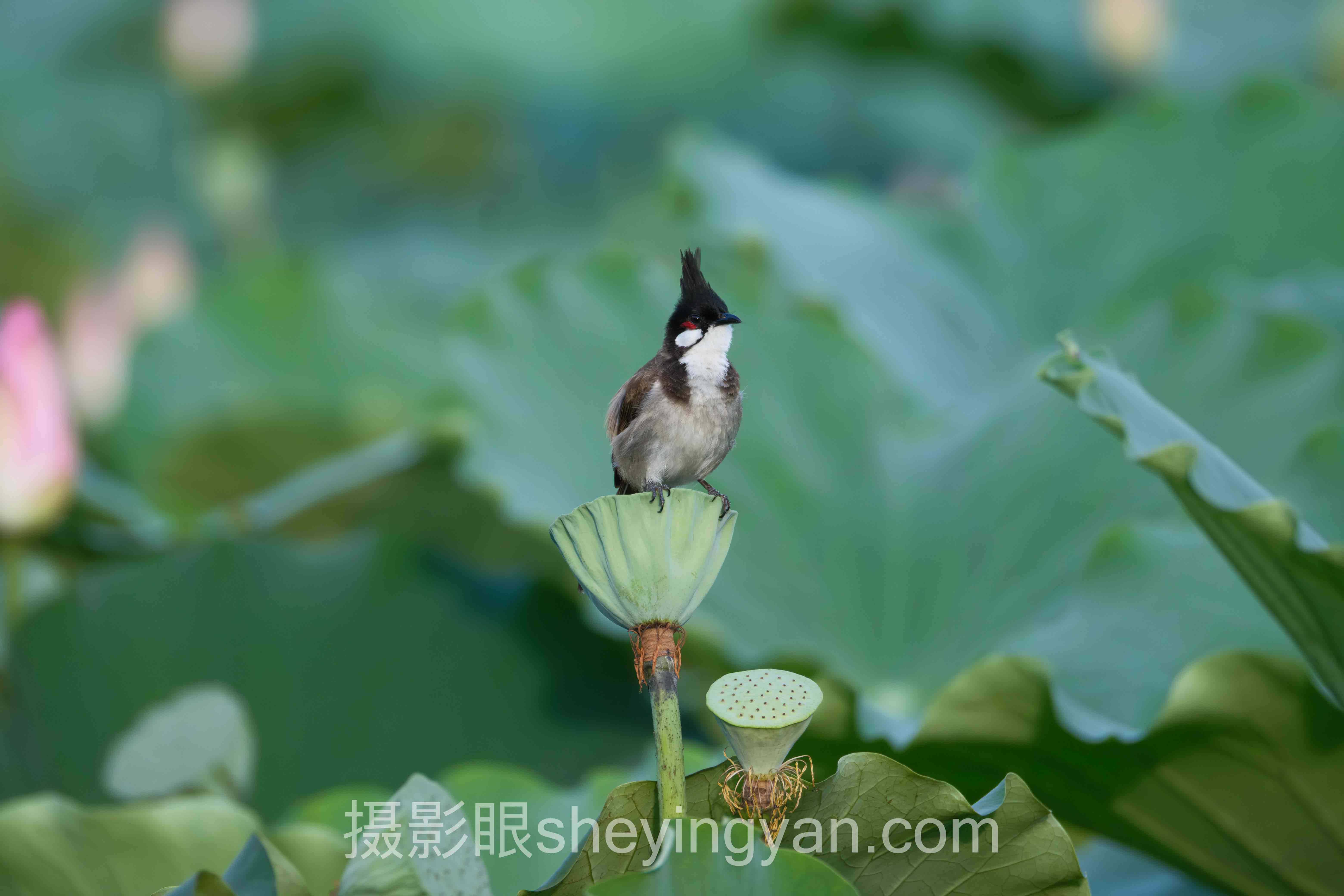 摄影构图学习深度分析：从盲目模仿到建立视觉秩序