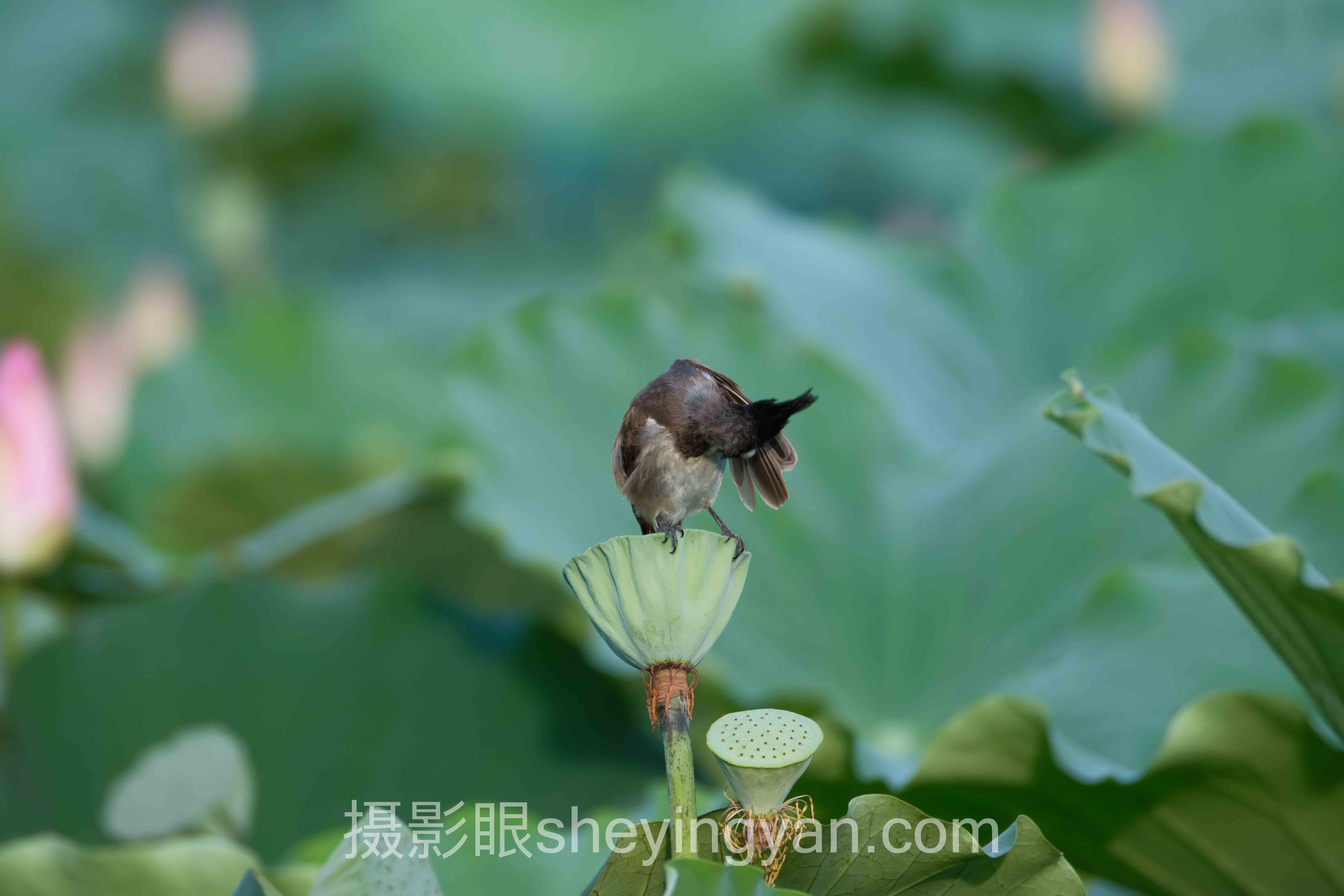 专家深度解读：全网摄影评分规则背后的机遇与挑战