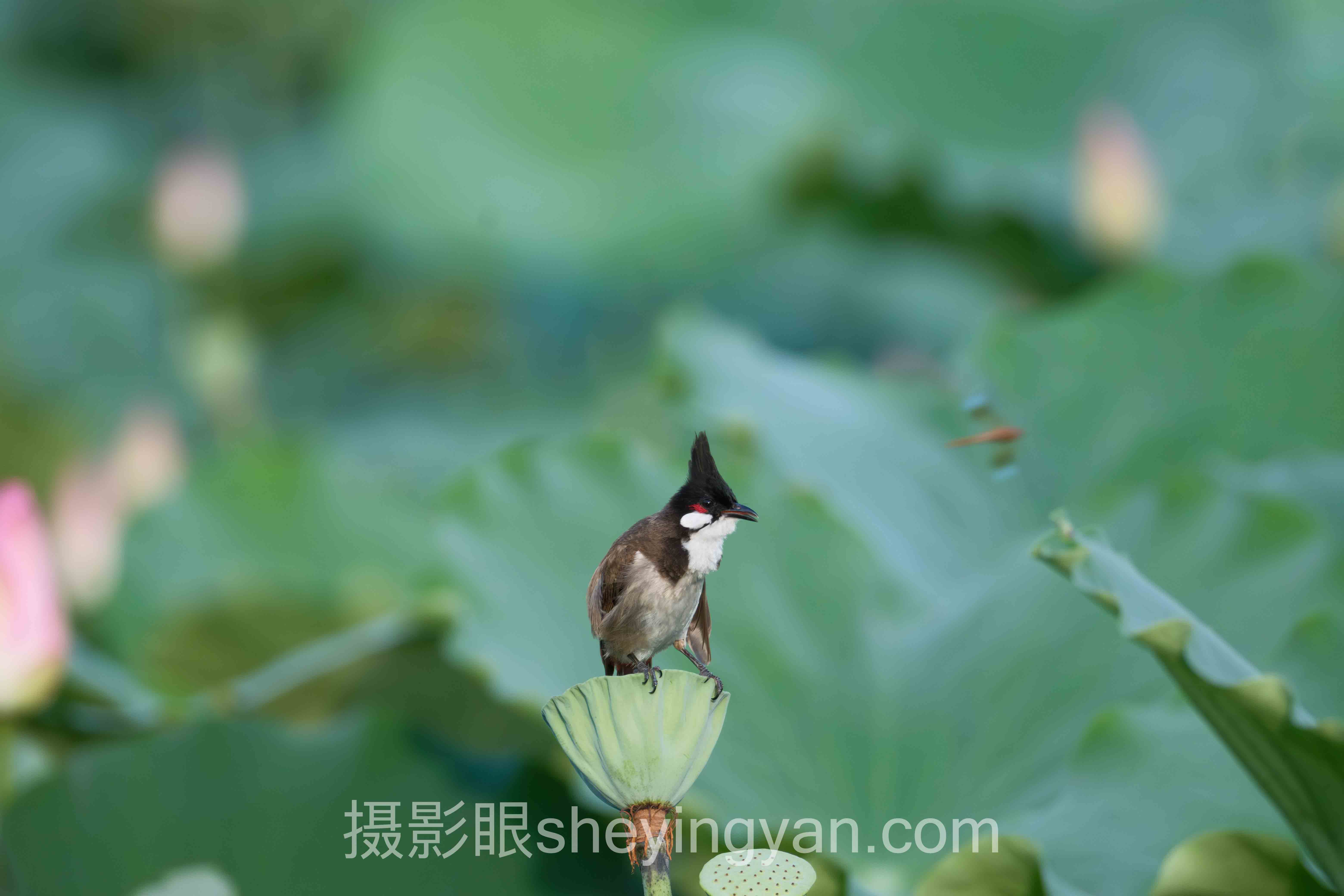 模仿照片能进步吗避坑指南：4个关键要点全梳理