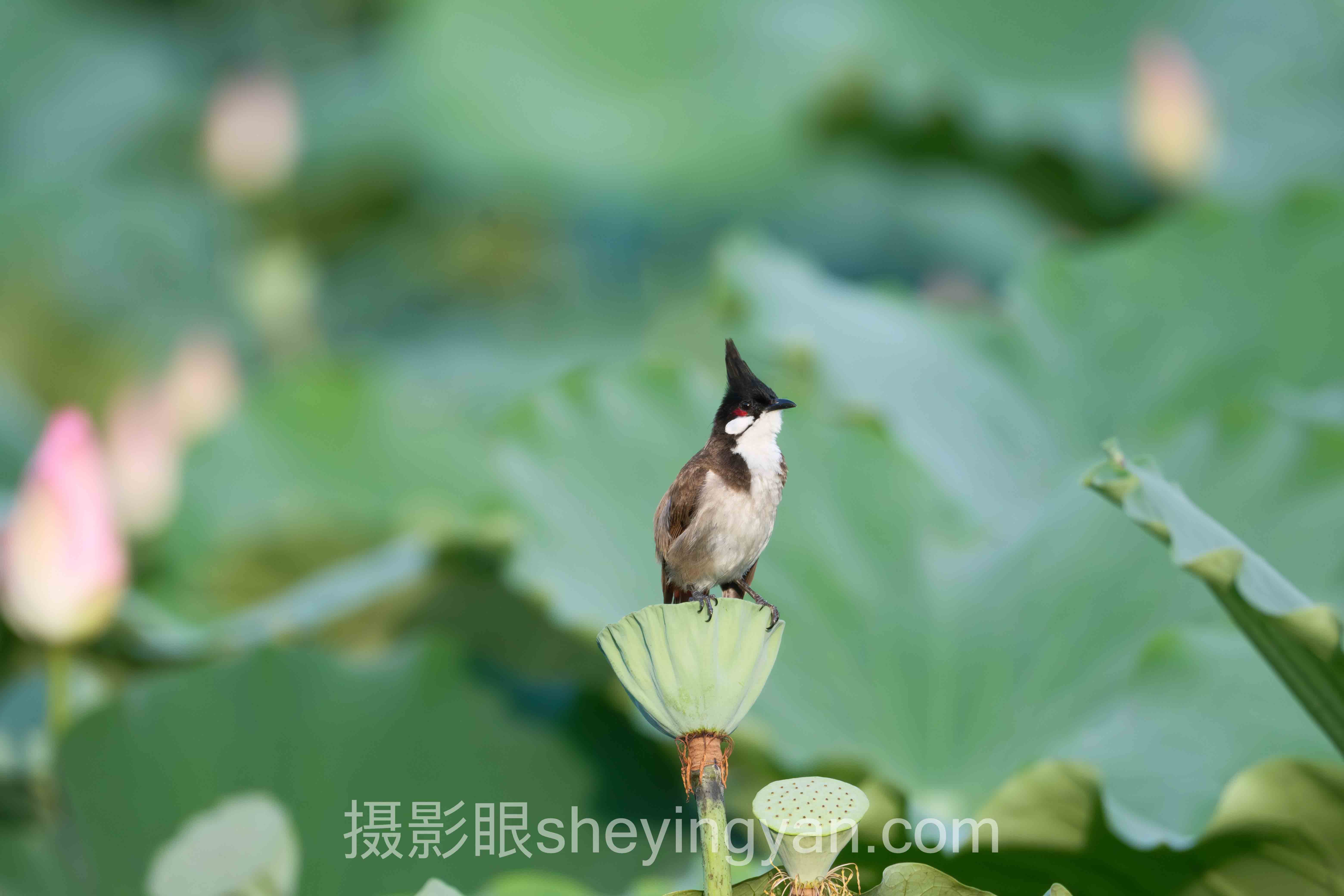 摄影眼平台光绘摄影点评深度评测：3种选择全面解析