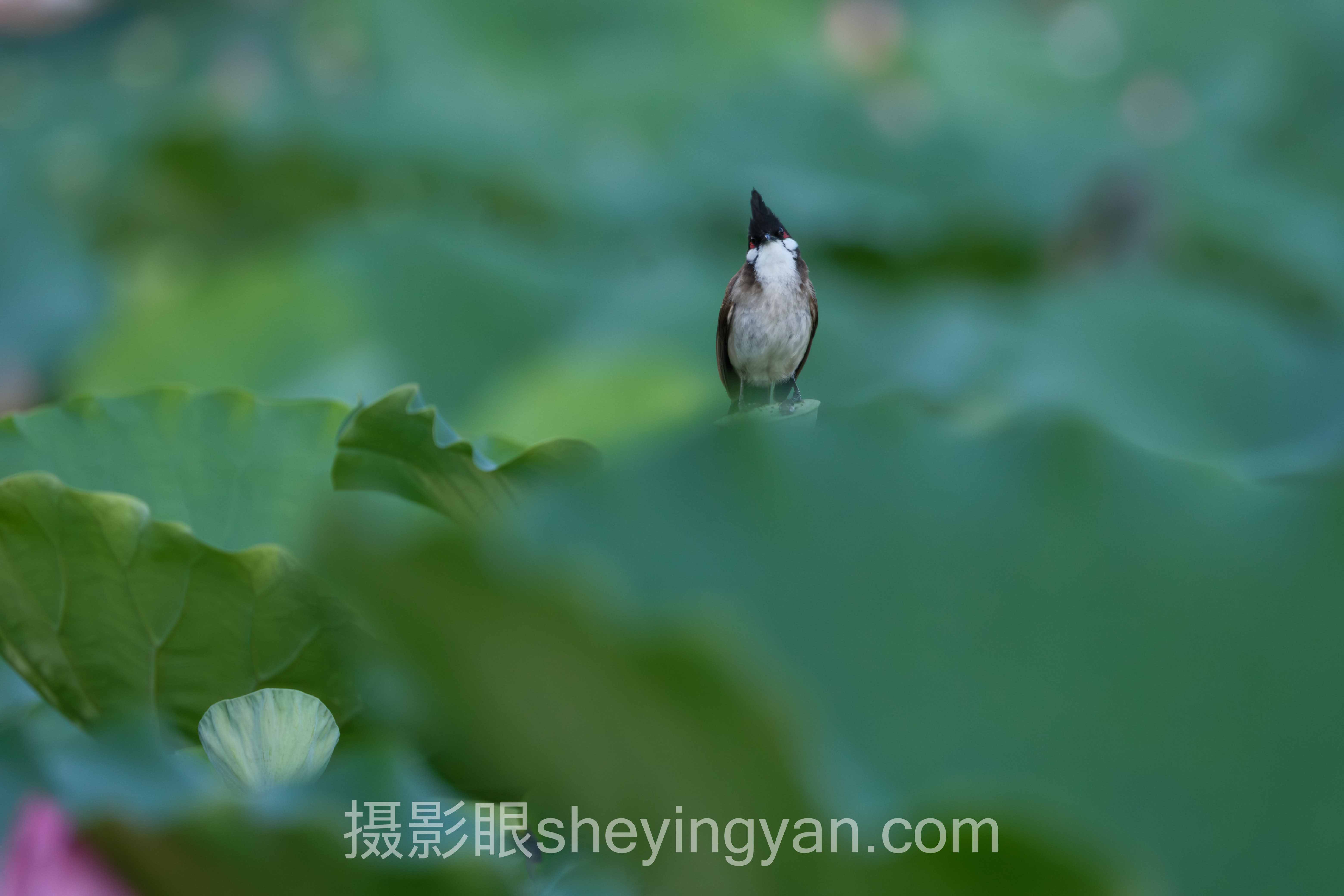 关于学摄影最容易走的弯路的5个关键问题，一次说清