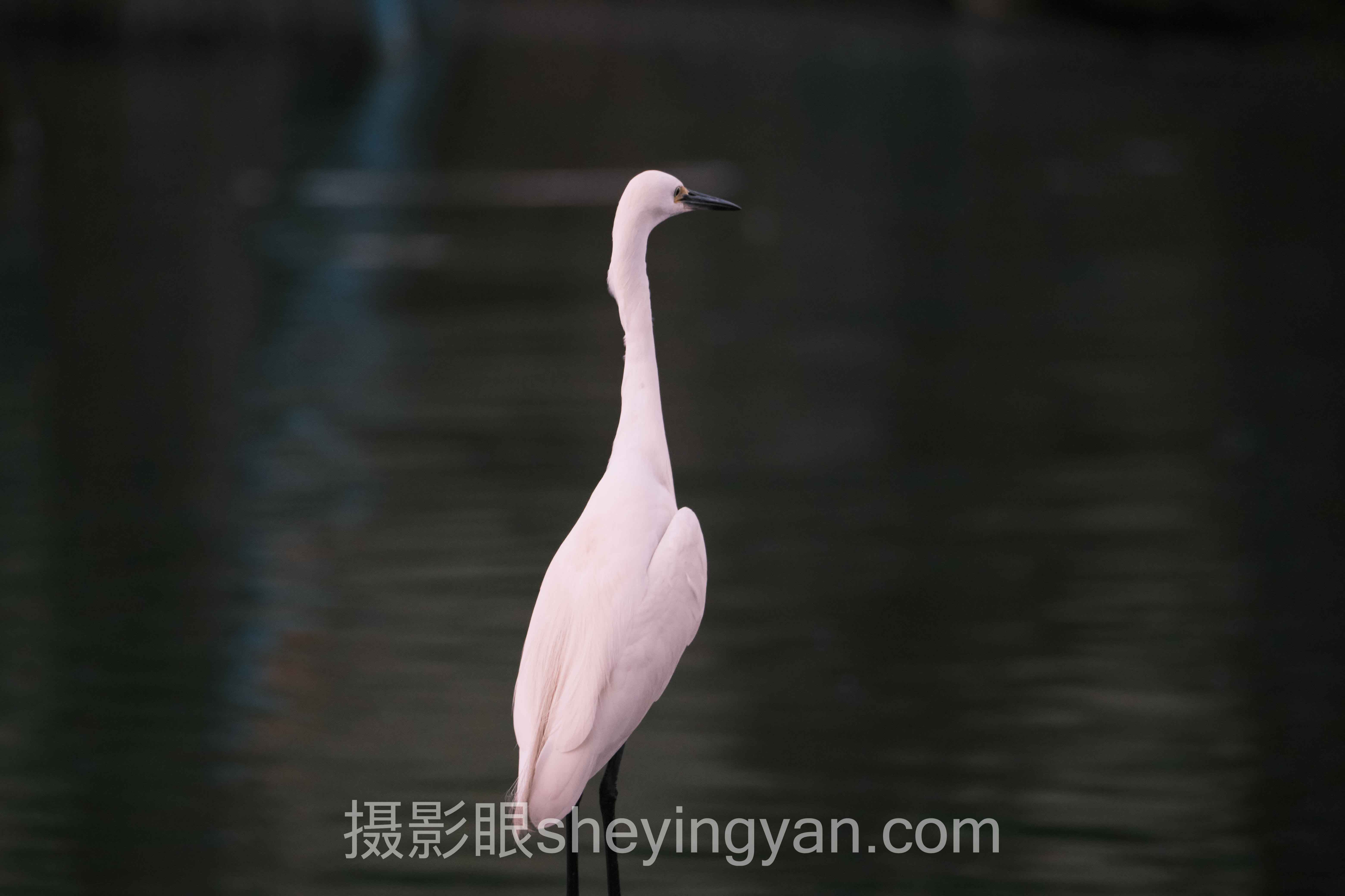 海边日落怎么拍实战案例拆解：3个成功实践的共同规律