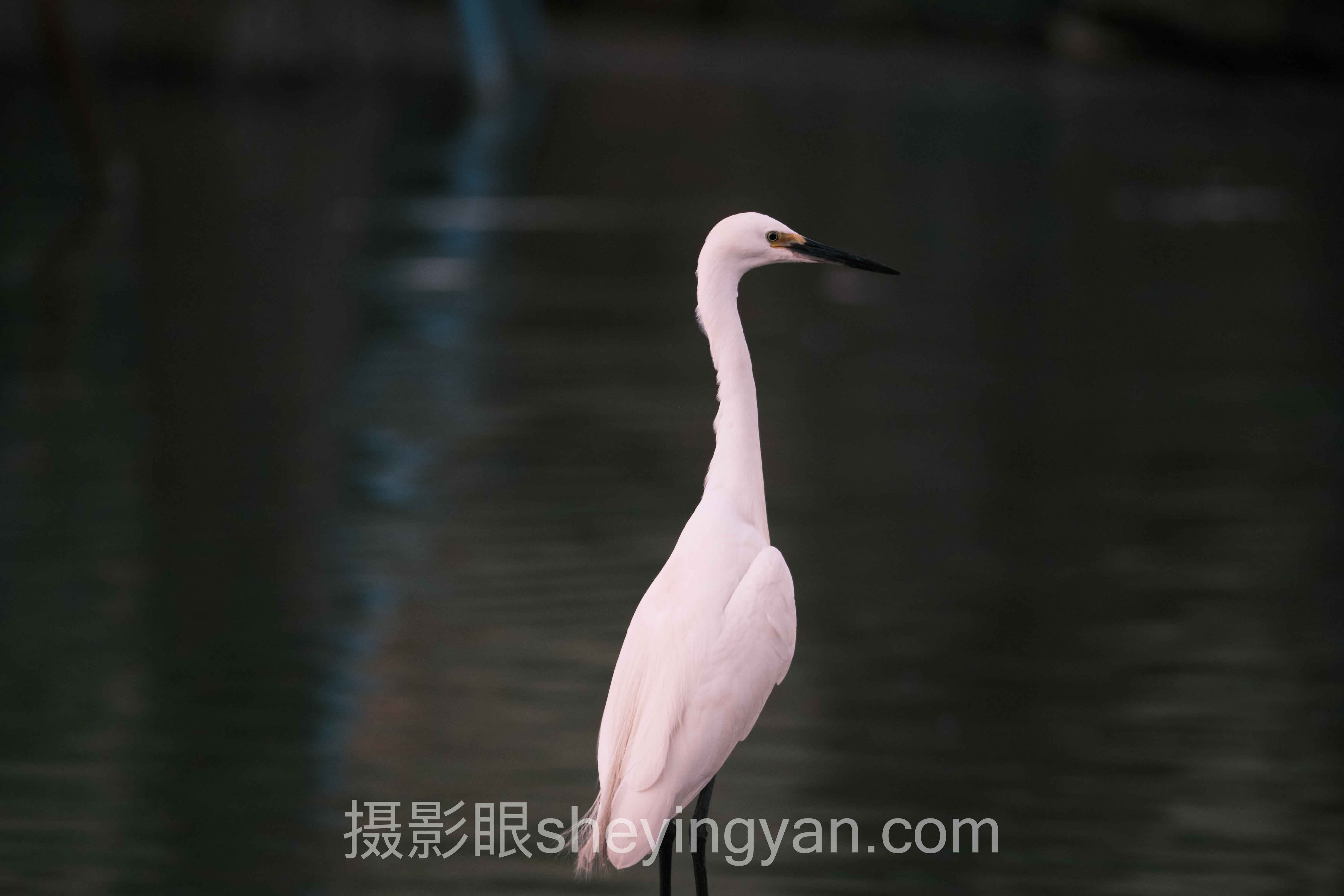 在线照片点评平台价格避坑指南：5个关键要点全梳理