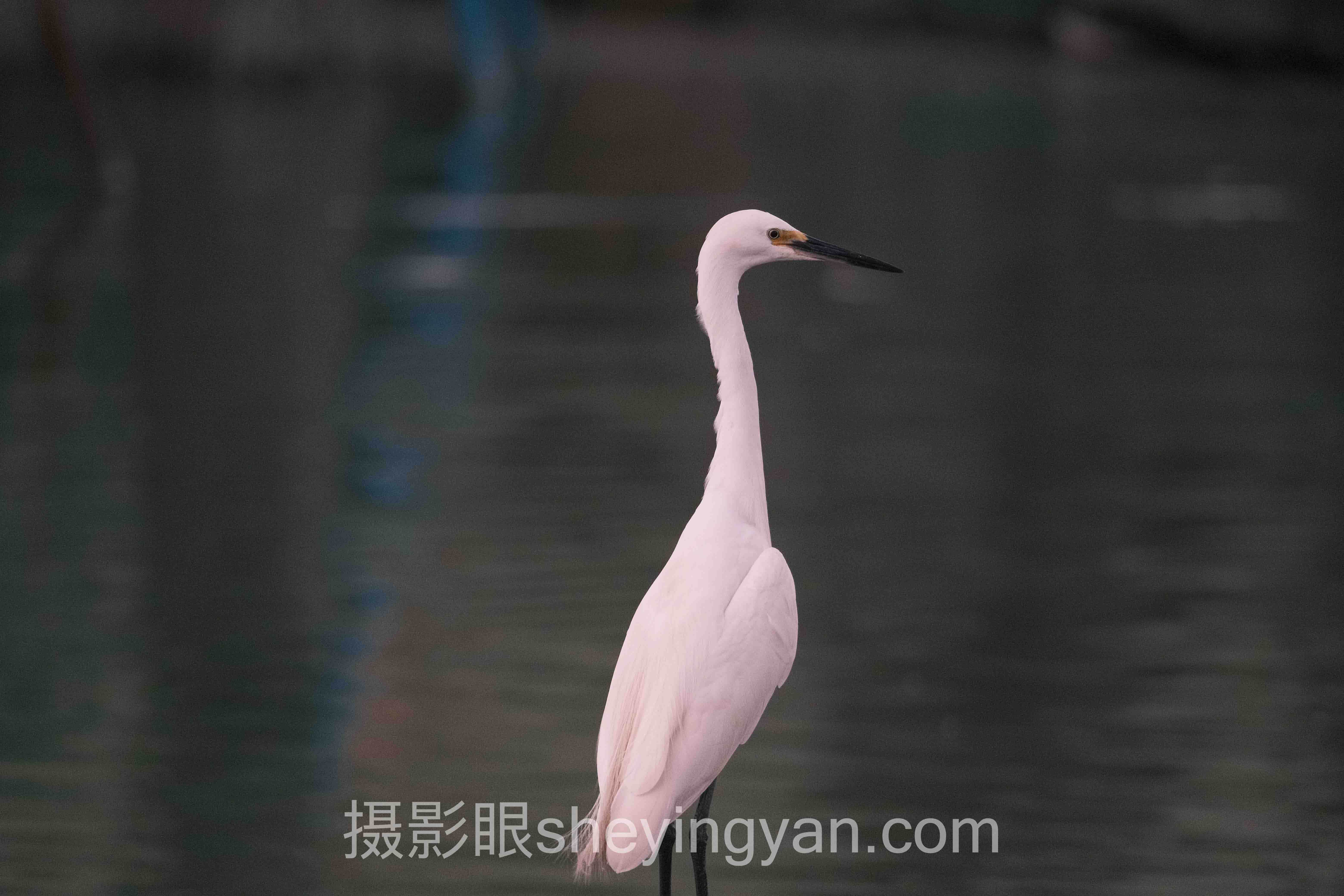 从投诉到秒回:摄影眼官网sheyingyan.com客服的3个技术拆解