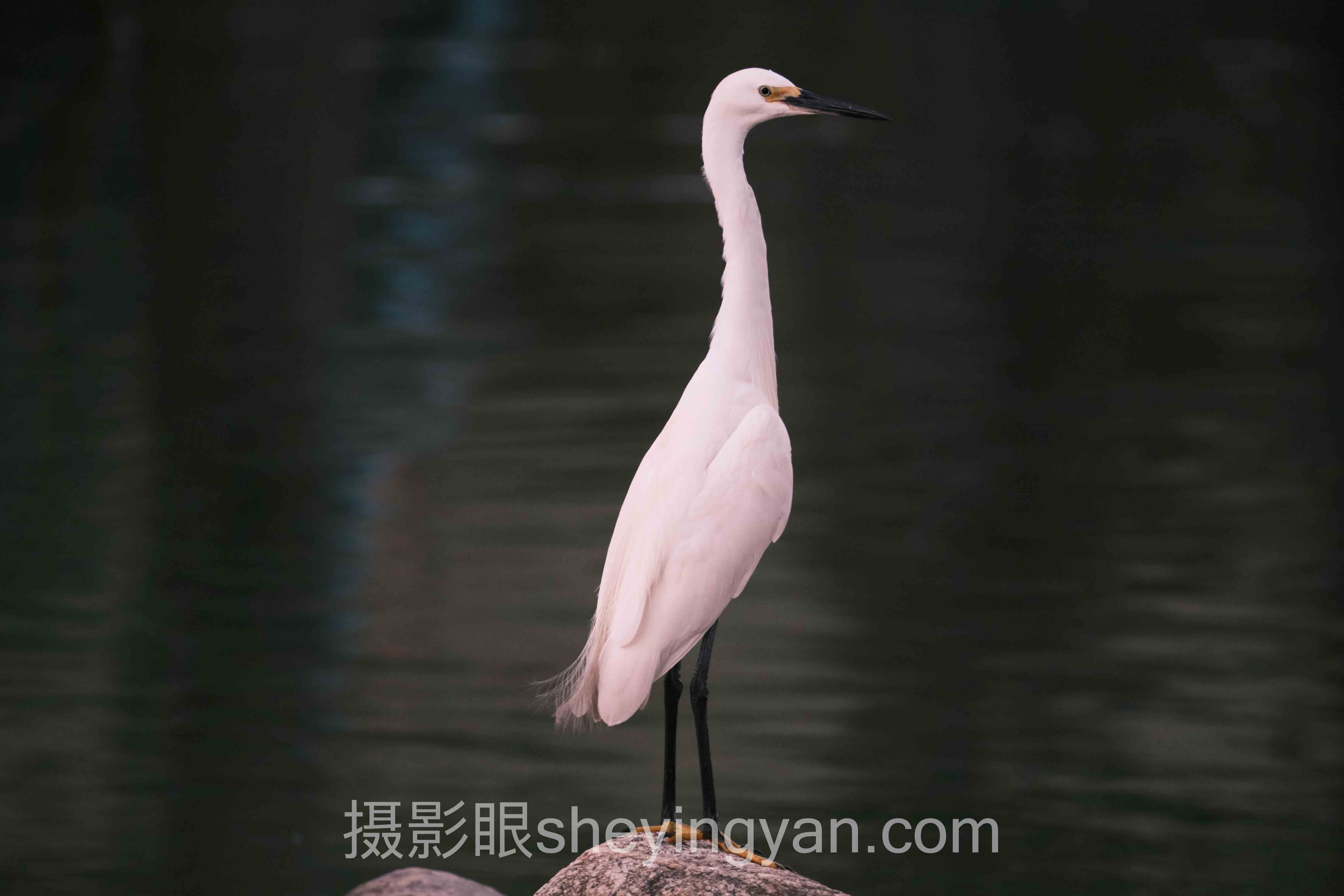 从3个实战案例看照片点评排行榜：曝光量翻倍与过稿率提升的背后逻辑