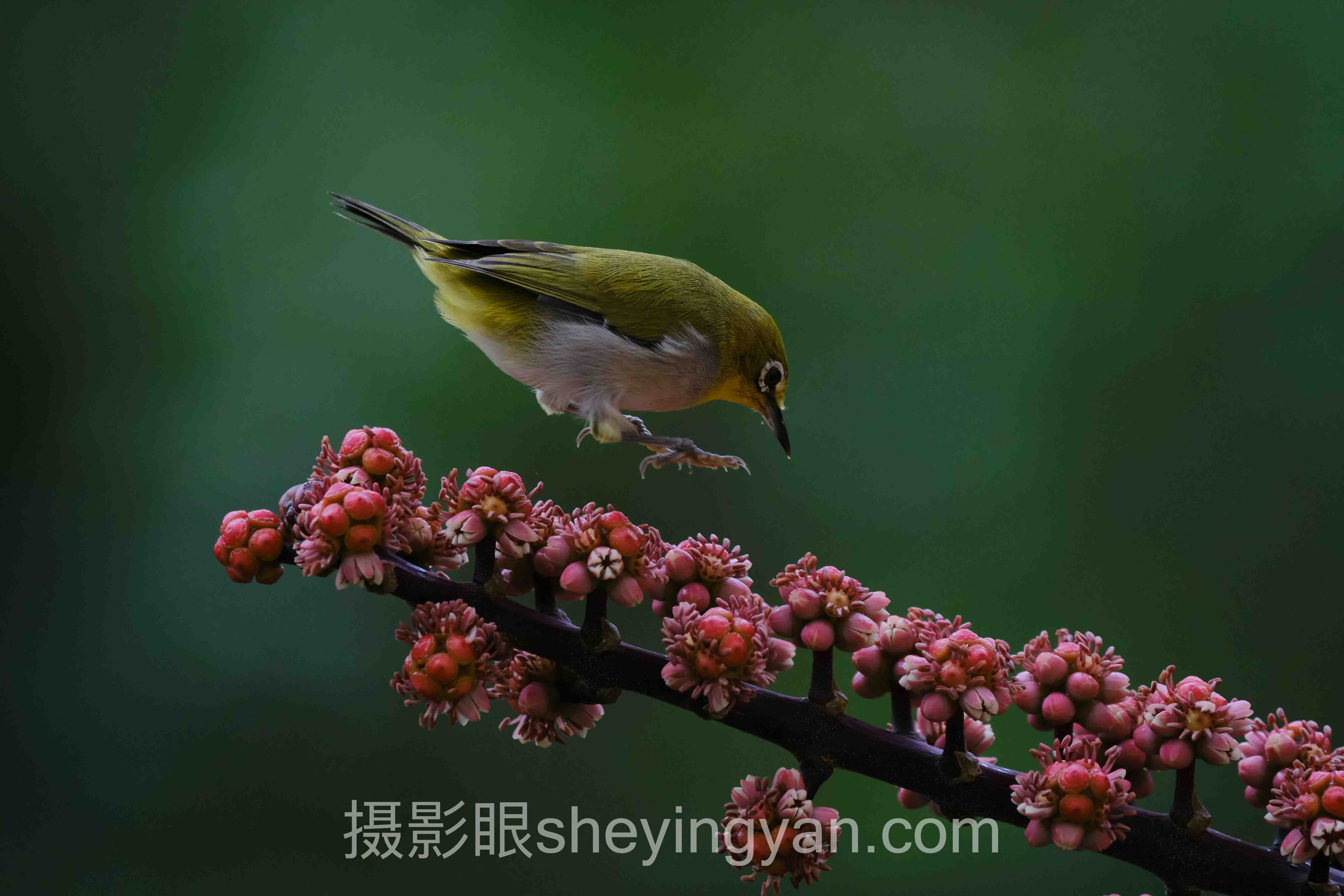 数据说话：摄影眼平台分辨率的最新发展现状