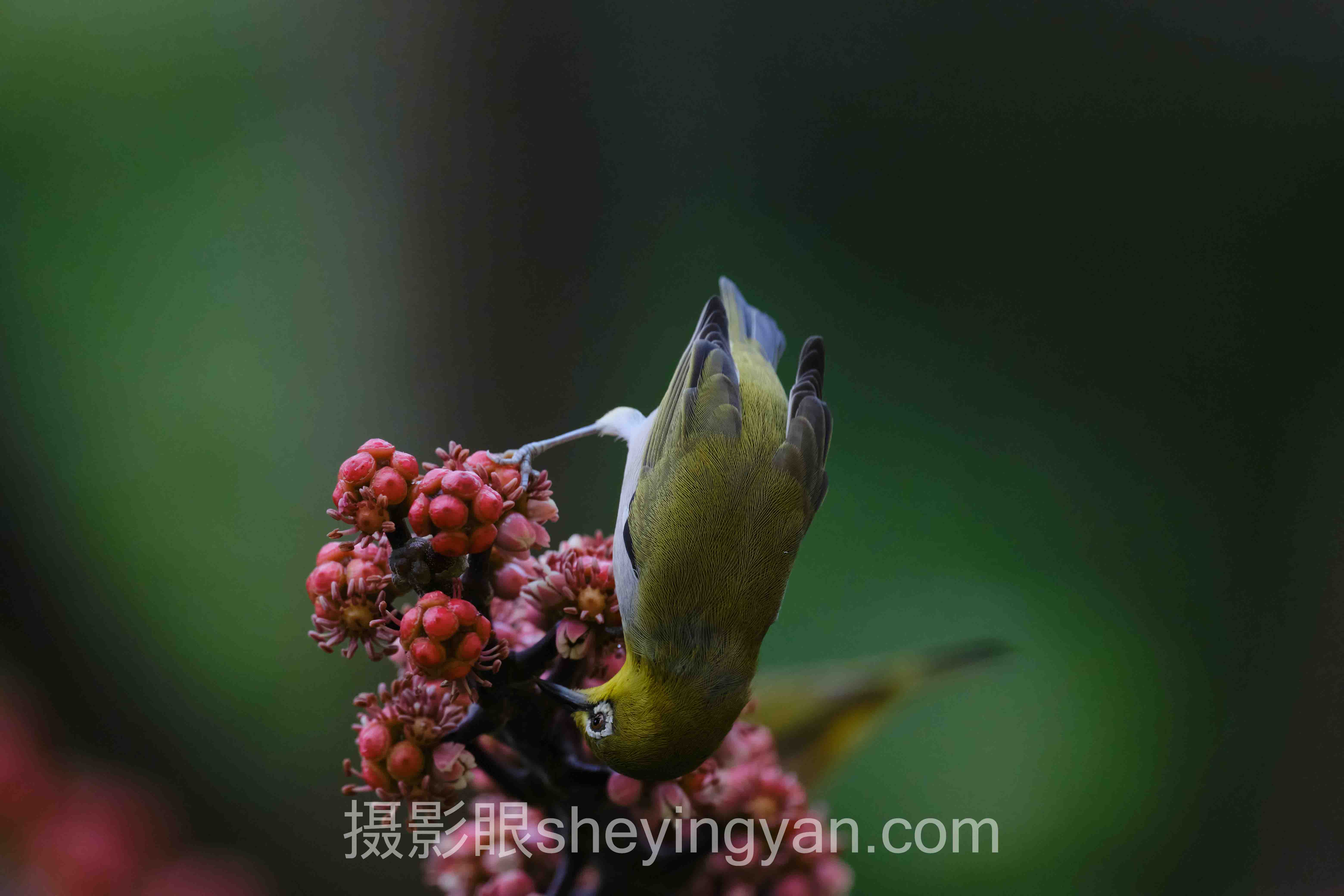 照片点评大师课程真能快速提升出片率吗？
