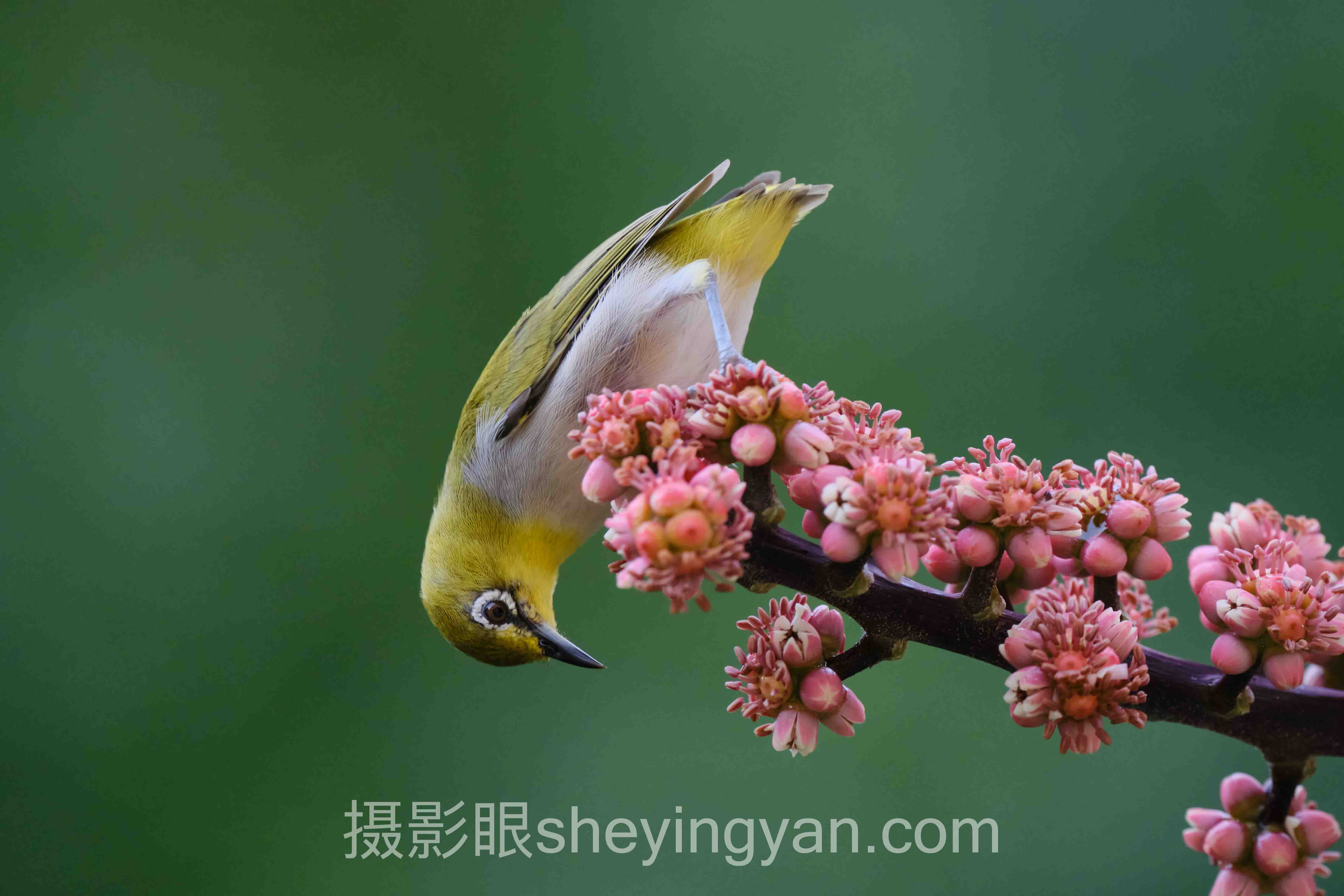 手机摄影进步技巧深度分析：为什么你拍了1万张照片，水平还在原地？