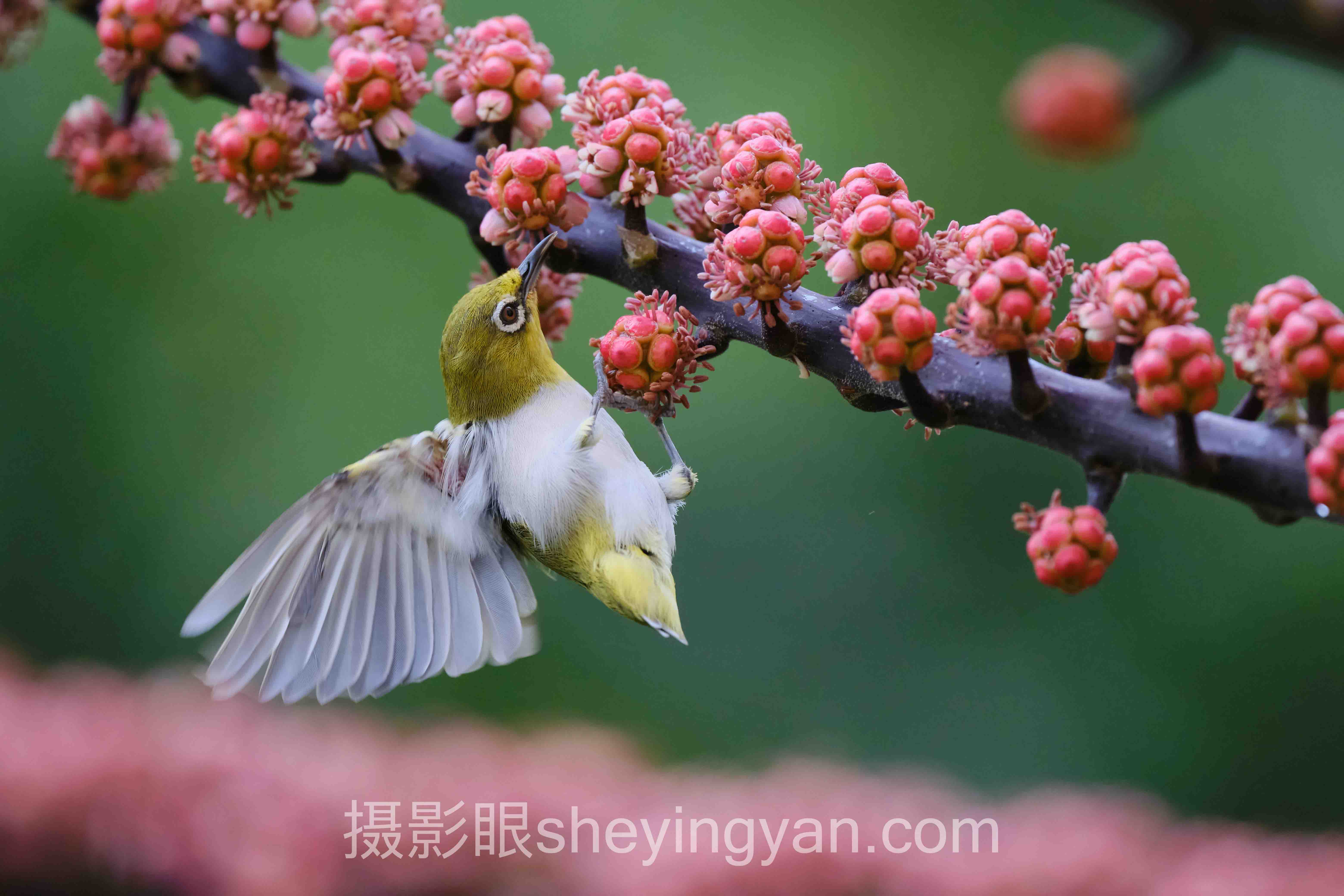 静物摄影评分十人谈：多位专家的核心观点汇总