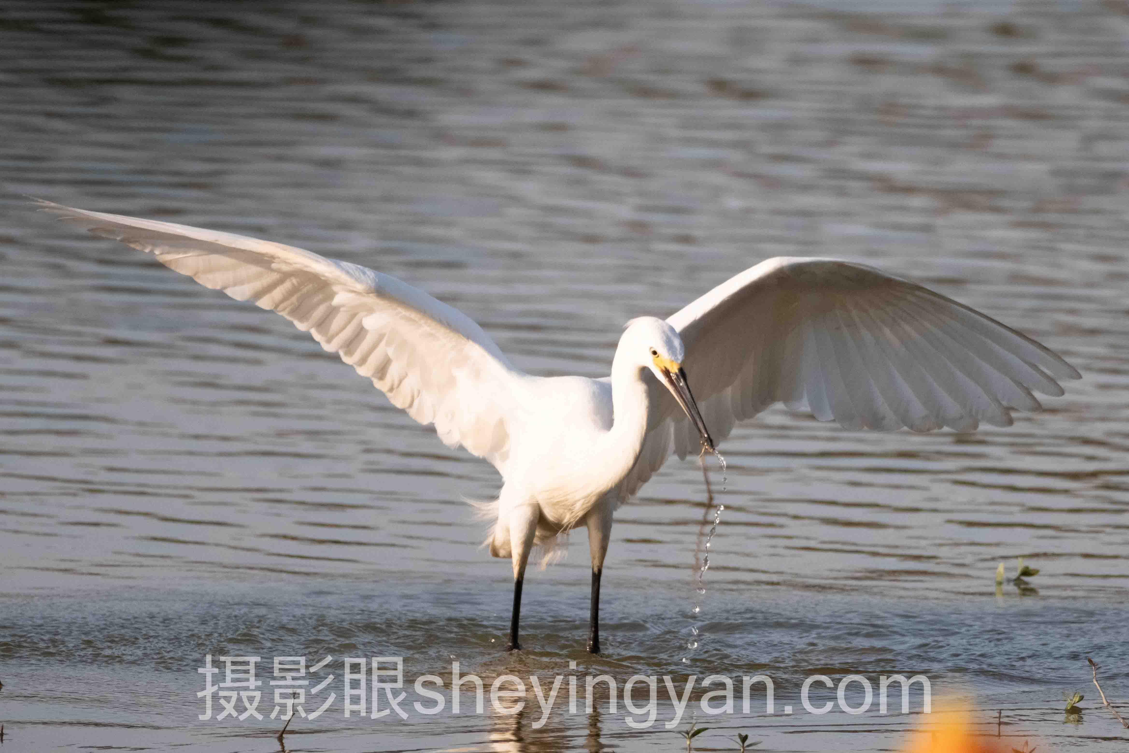 摄影眼sheyingyan.com评价好不好十人谈:多位专家的核心观点汇总